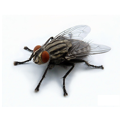 Комнатная муха