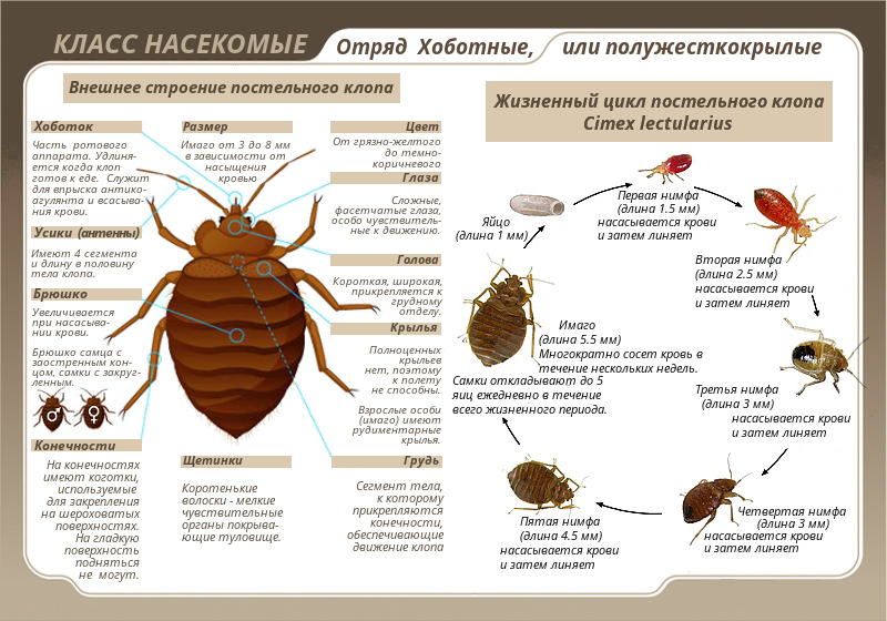 Подробная информация о строении клопа